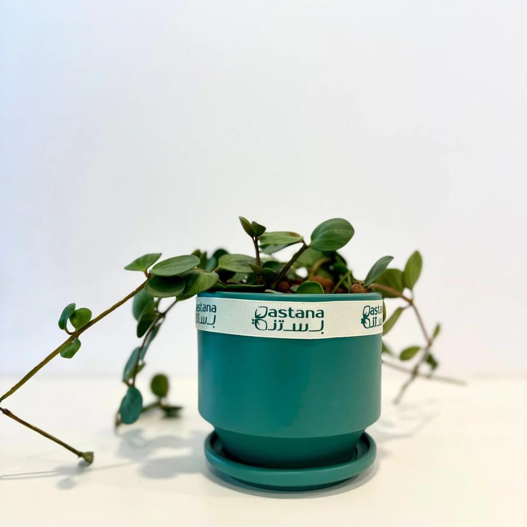 Peperomia Hope gift