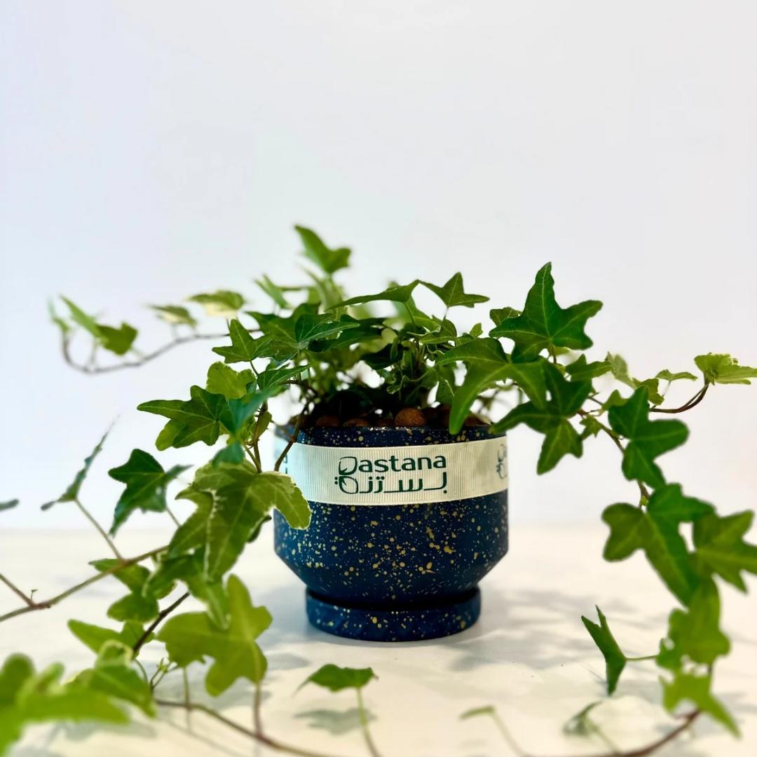 Hedera helix gift