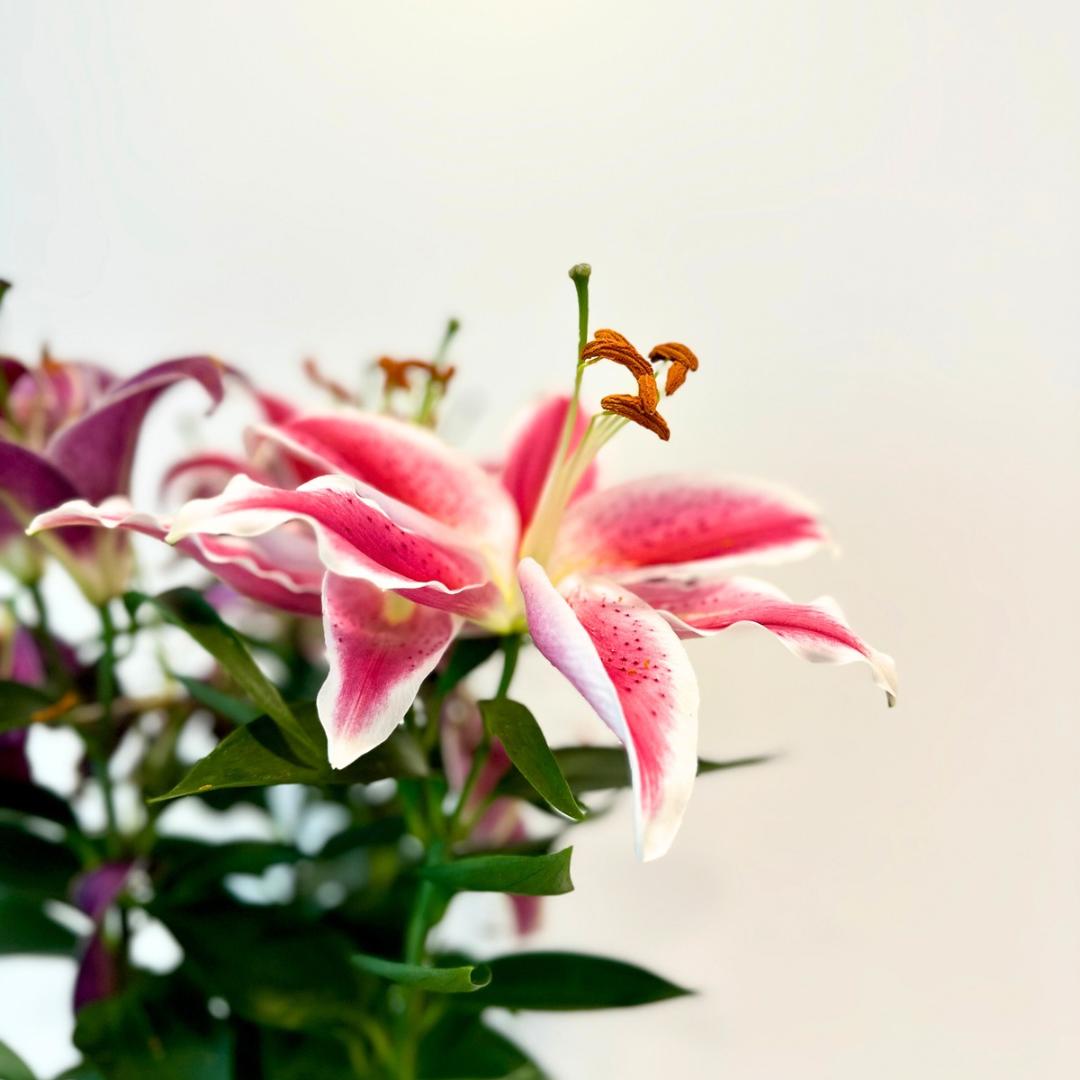 Lily Flowers gift