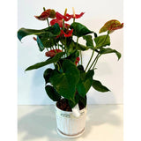 Anthurium Andreanum gift