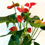 Anthurium Andreanum gift