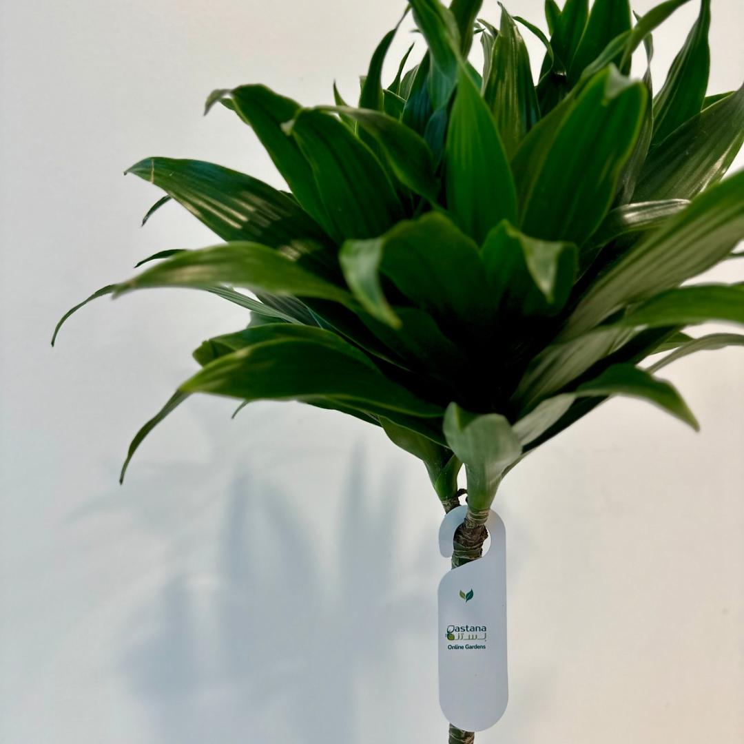 Dracaena fragrans gift