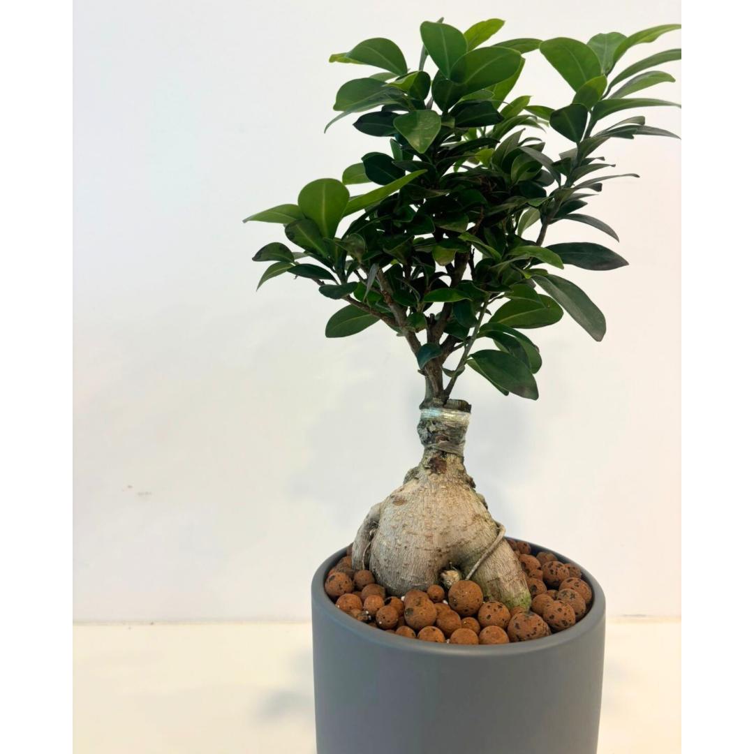 Bonsai gift