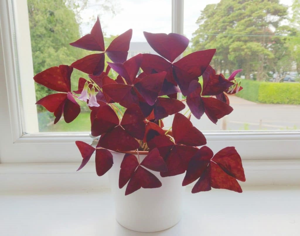 Oxalis triangularis (false shamrock-purple clover- butterfly plant)