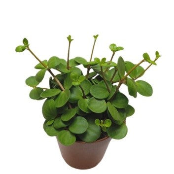 Peperomia rotundifolia (jade necklace-round leaf Peperomia) – Bastana ...