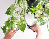 Indoor Plants Maintenance