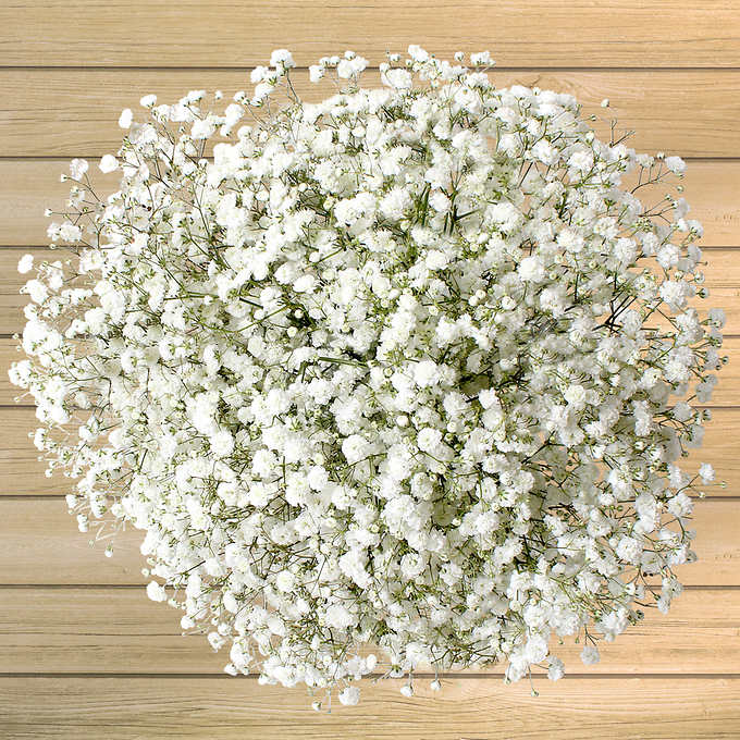 Babysbreath/Gypsophila - Zhejiang Inunion Import And Export Co., Ltd. -  page 1.