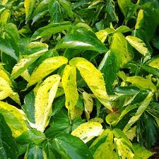 Acalypha wilkesiana (copperleaf - three-seeded mercury)