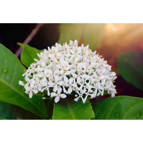 Ixora chinensis (Jungle geranium, Flame of the woods, Jungle flame)