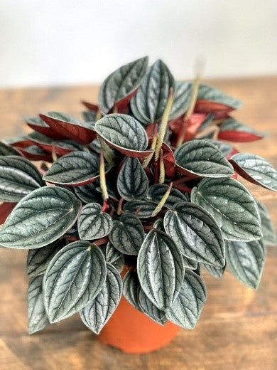 Peperomia Santorini (Baby rubber plant, radiator plant, shining bush p ...